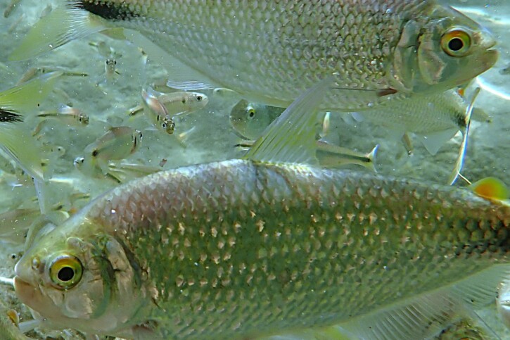 Nature : Un quart des espèces d’eau douce menacées d’extinction Nature : Un quart des espèces d’eau douce menacées d’extinction