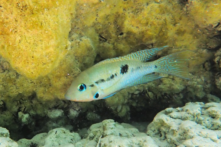 Thorichthys meeki - mojarra boca de fuego