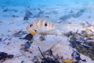 Meeki Cichlidae
