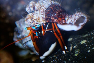 Calcinus laevimanus Diogenidae