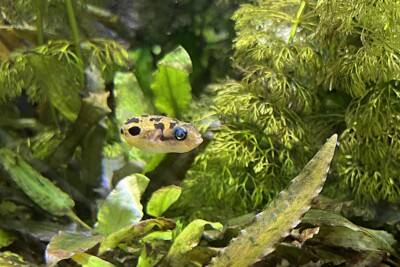 tétraodon malabar nain Tetraodontidae