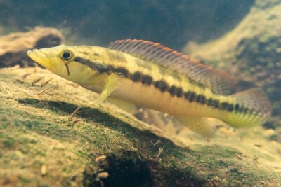 Crenicichla mandelburgueri Cichlidae