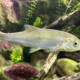 picture of Leuciscus leuciscus