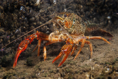 Ecrevisse de Louisiane Cambaridae