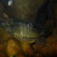 picture of Hypostomus hemicochliodon