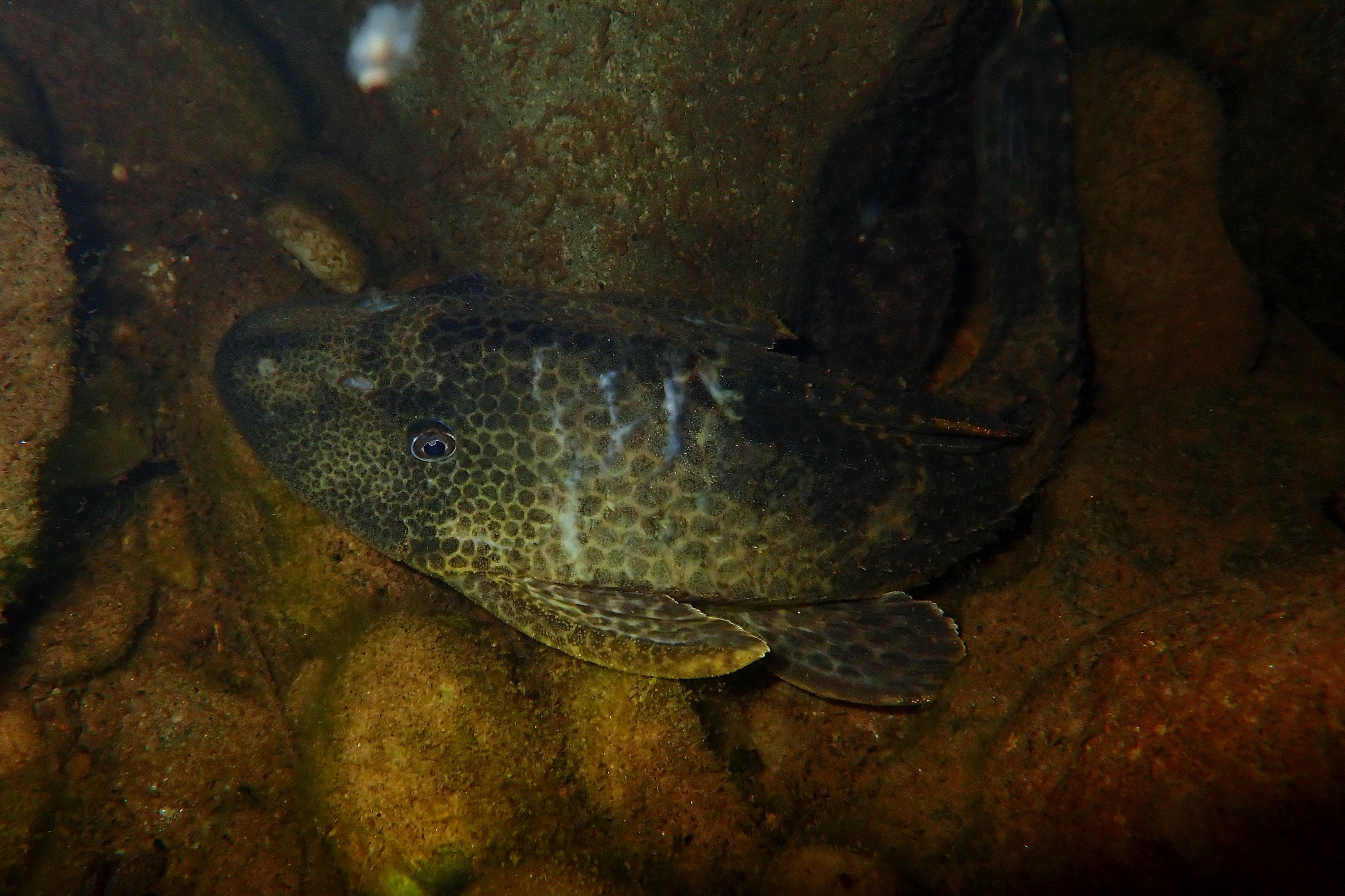 Hypostomus hemicochliodon