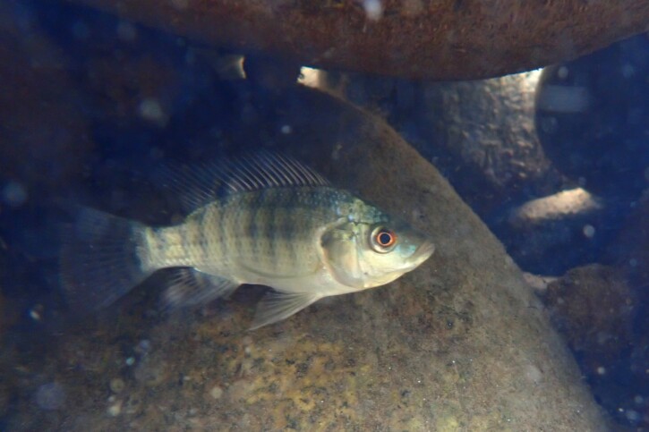 Oreochromis niloticus