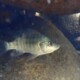 picture of Oreochromis niloticus