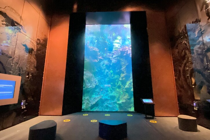 fishes picture