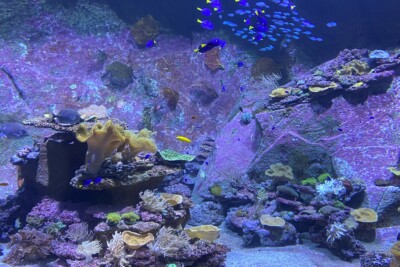 fishes picture