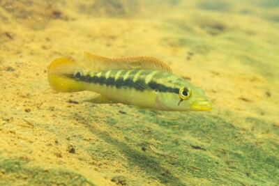 Crenicichla mandelburgeri Cichlidae