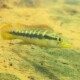 picture of Crenicichla mandelburgeri