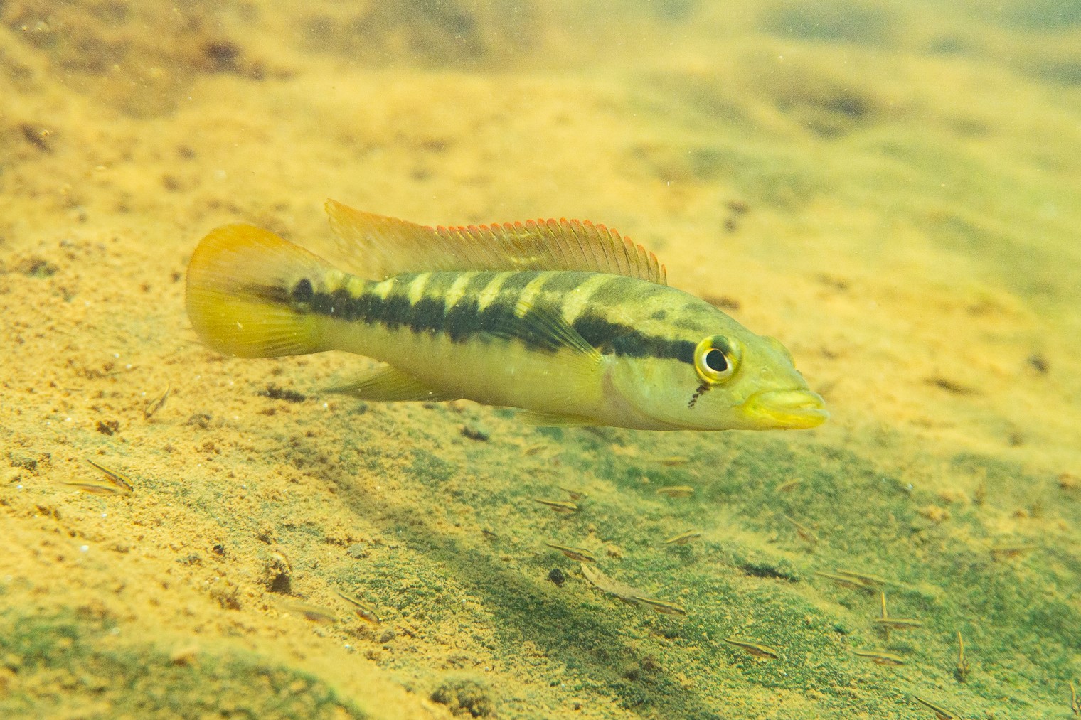 Crenicichla mandelburgeri