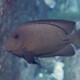 picture of Ctenochaetus hawaiiensis