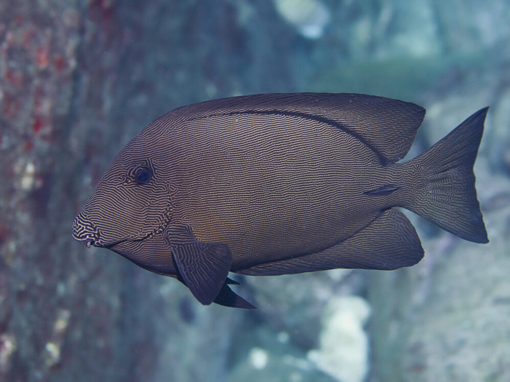 Ctenochaetus hawaiiensis