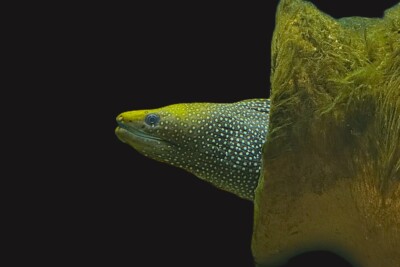 Gymnothorax punctatus Muraenidae