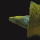 picture of Gymnothorax punctatus
