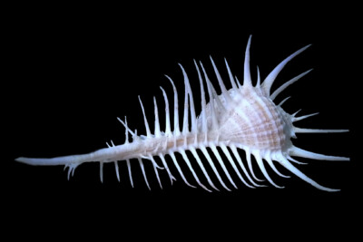 peigne de Vénus Muricidae