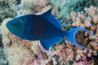 ballesta azul Balistidae