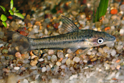 otocinclo dorado Loricariidae