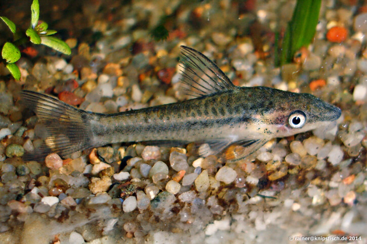 Otocinclus affinis