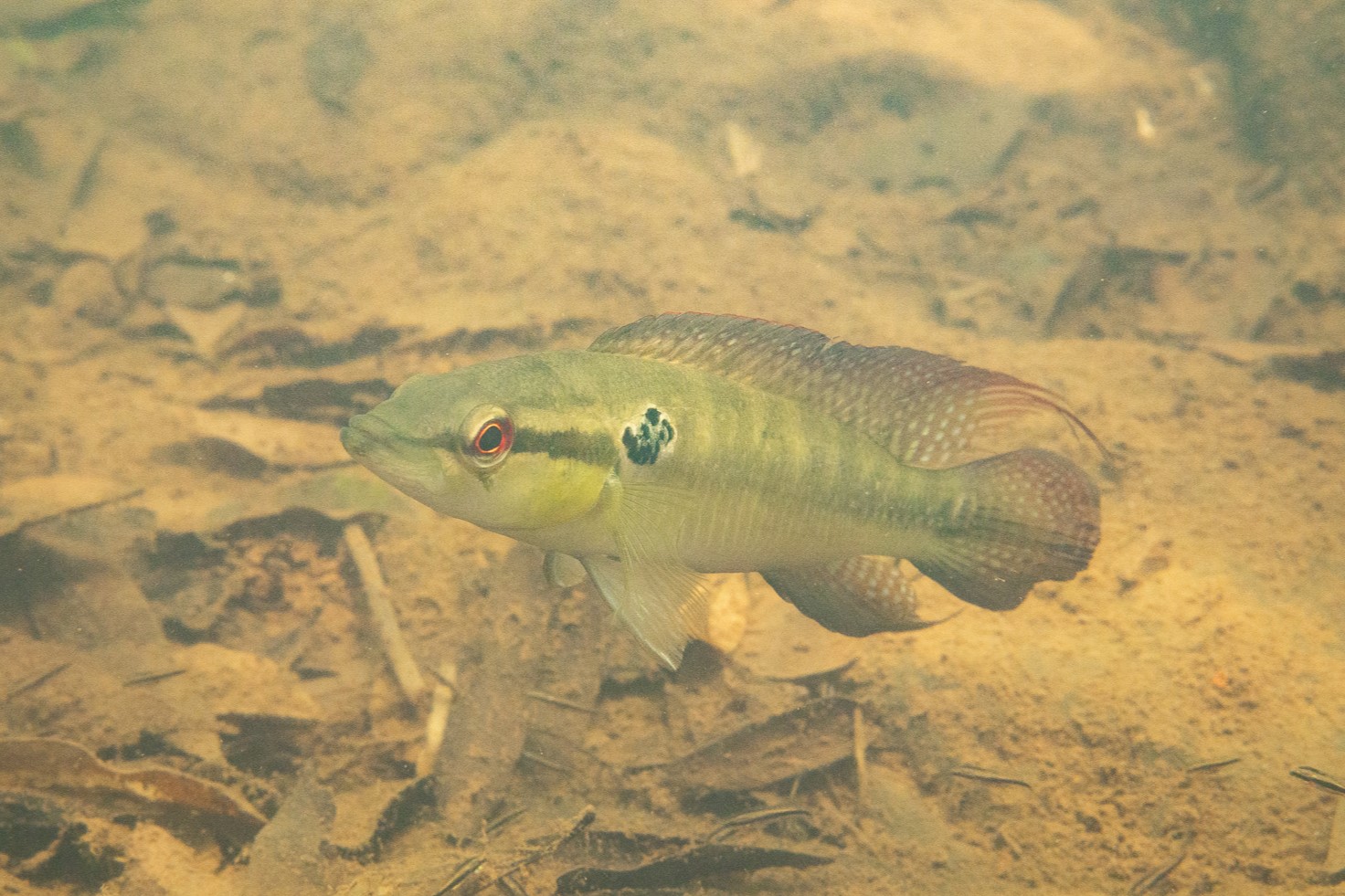 Saxatilia lepidota