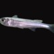 picture of Atherinomorus lacunosus