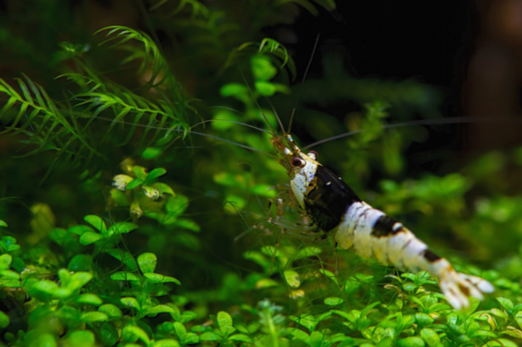 Comment Garder vos Crevettes en Vie : Conseils Pratiques