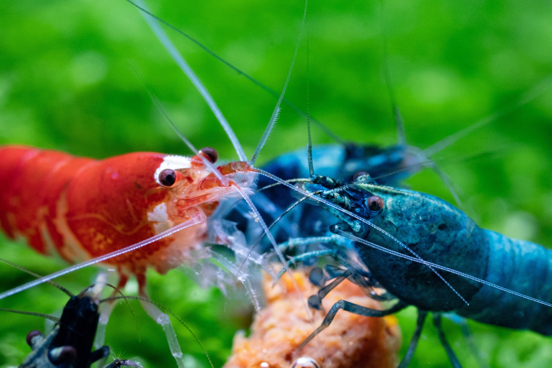 Pourquoi une alimentation variée est essentielle pour vos poissons et crevettes ?