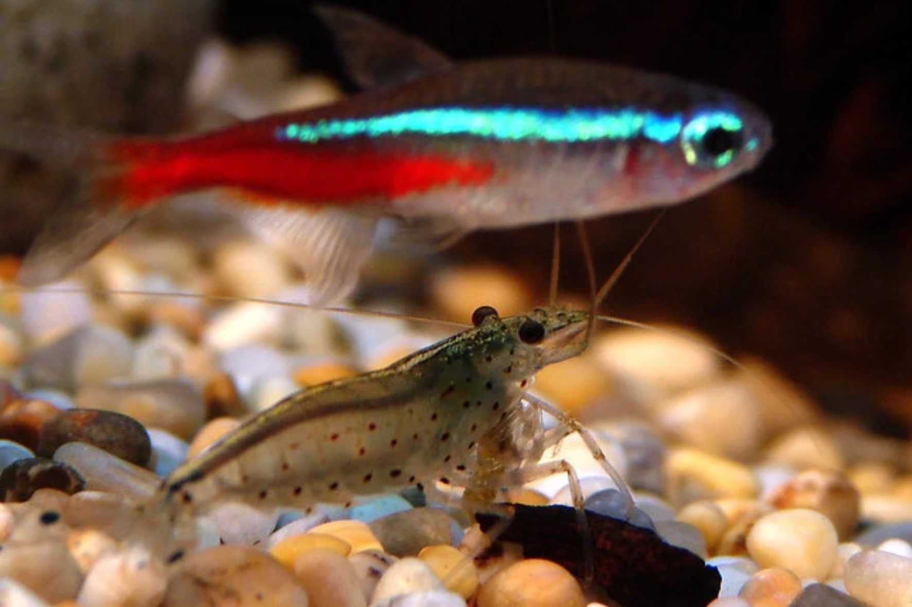 Quels poissons sont compatibles avec les crevettes d’aquarium ?