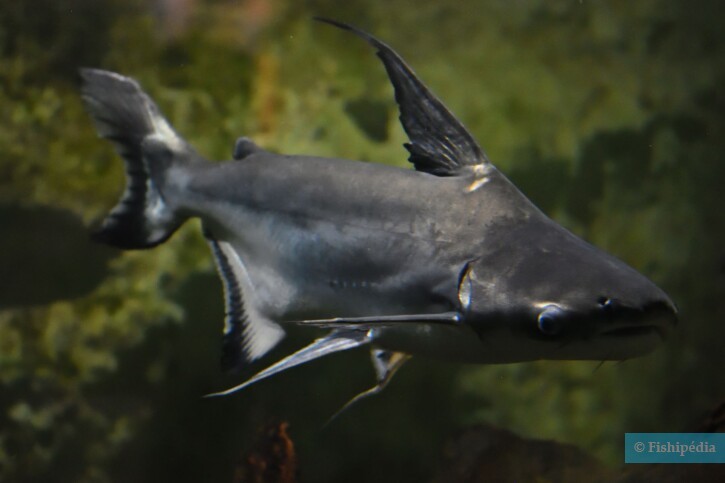 Pangasianodon hypophthalmus
