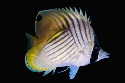 pez mariposa auriga Chaetodontidae