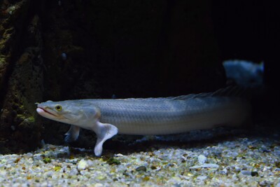 bichir du Nil Polypteridae