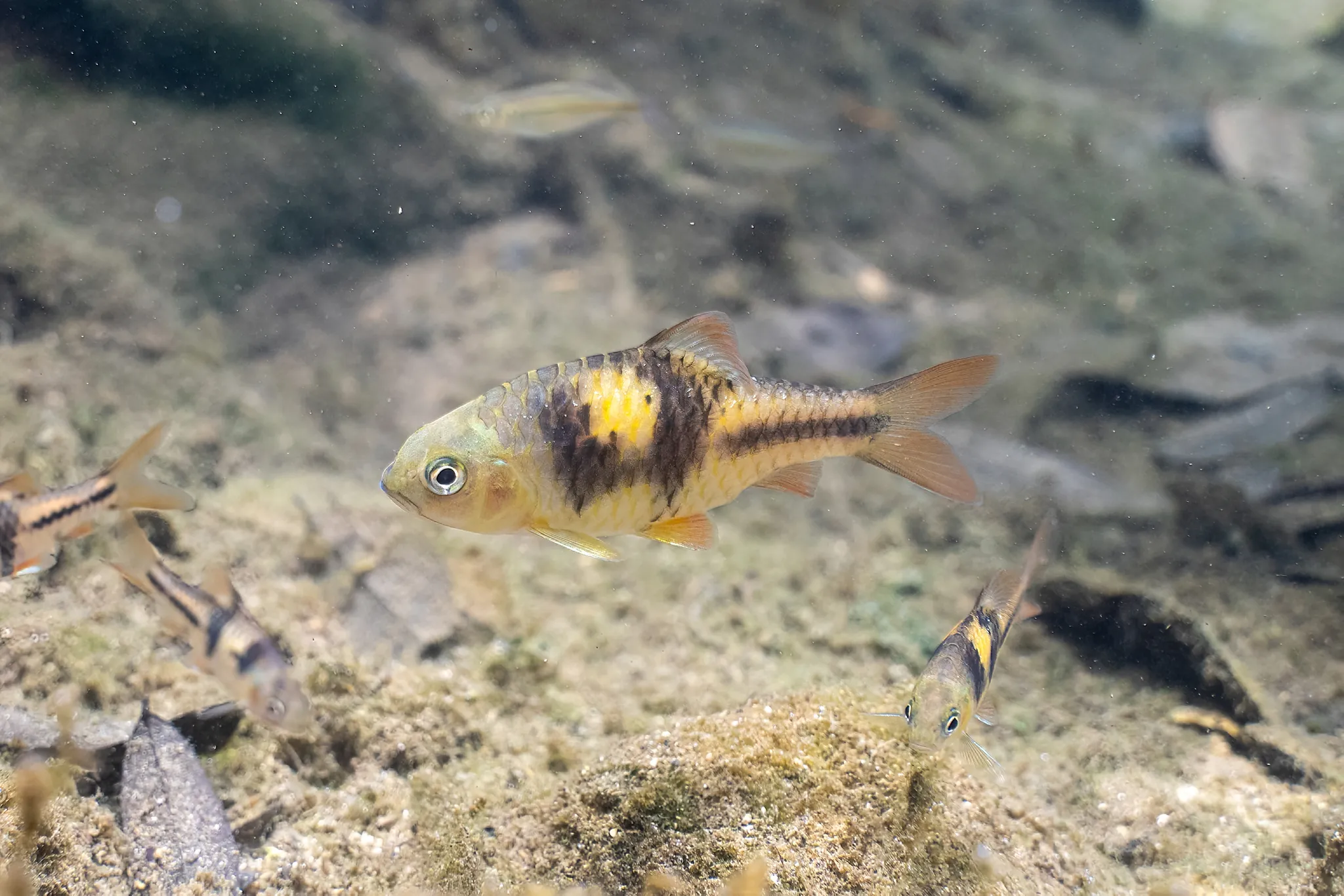 Barbodes lateristriga