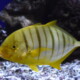 picture of Gnathanodon speciosus