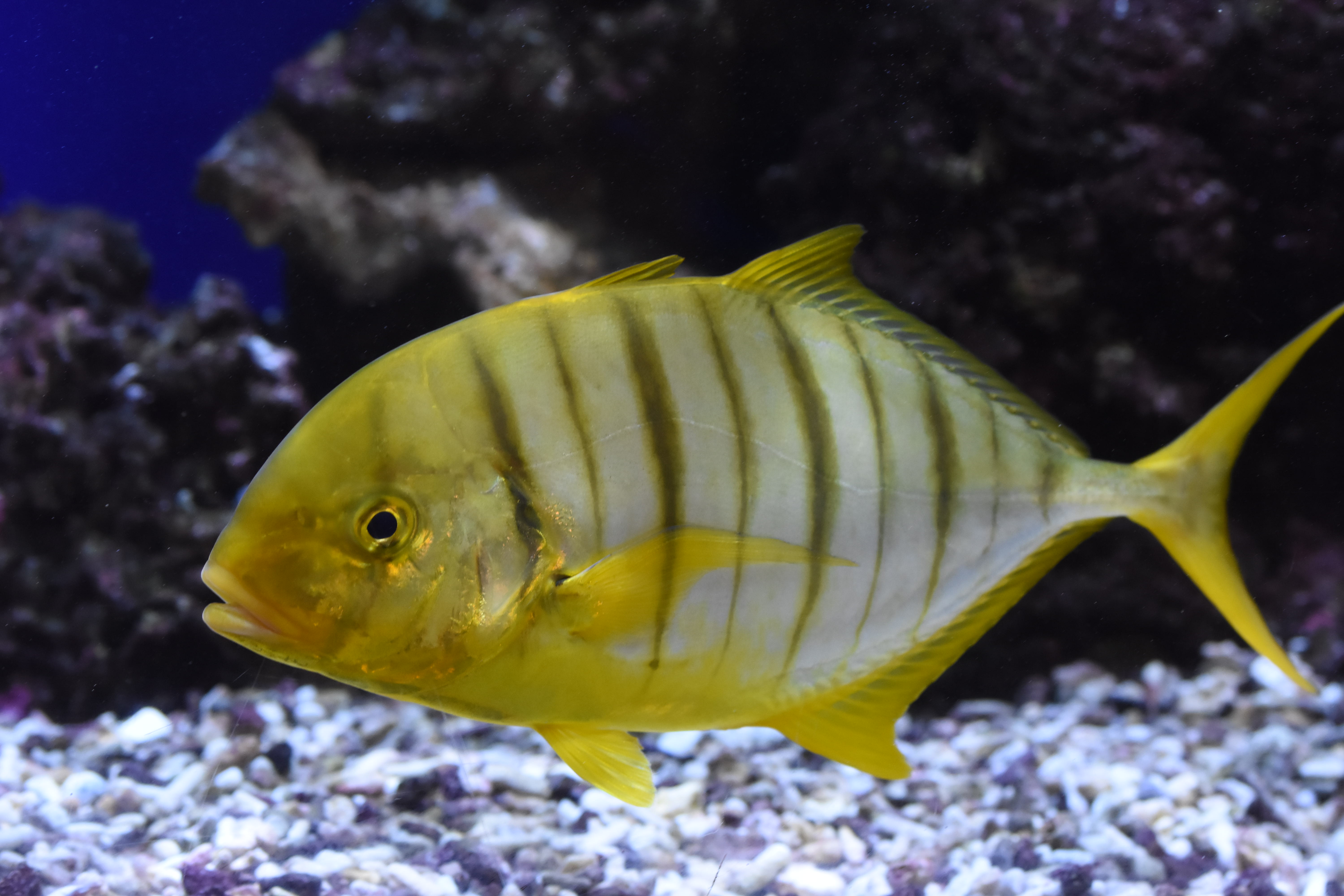 Gnathanodon speciosus