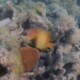 picture of Stegastes nigricans