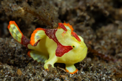 Antennarius maculatus Antennariidae