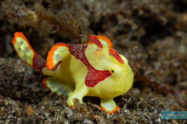 Antennarius maculatus