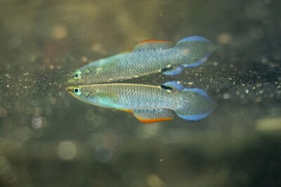 Aplocheilus panchax Aplocheilidae