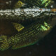 picture of Betta mahachaiensis