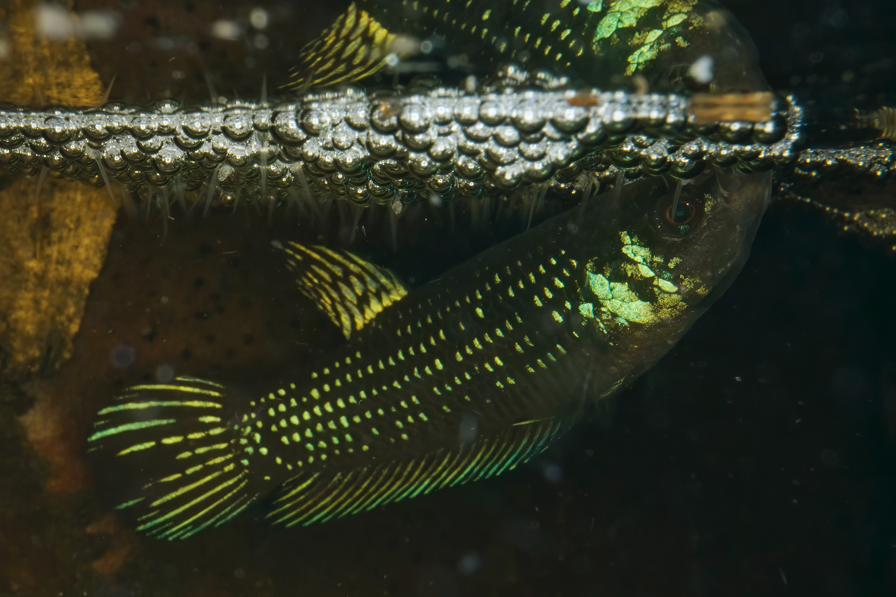 Betta mahachaiensis