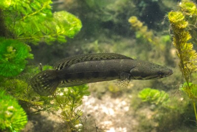 Channa lucius Channidae