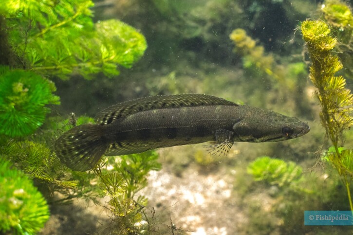 Channa lucius