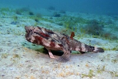 Ogcocephalus cubifrons Ogcocephalidae
