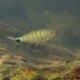 picture of Opsarius bernatziki
