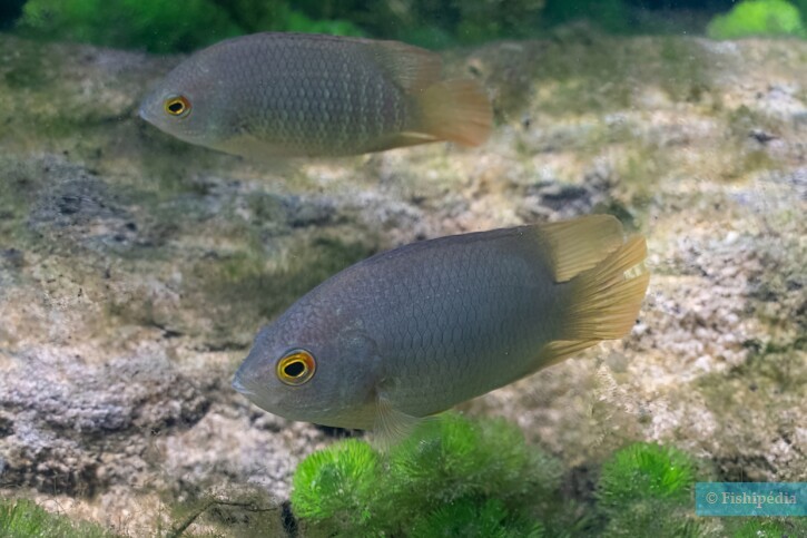 Pristolepis grootii