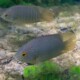 picture of Pristolepis grootii