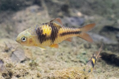 Barbodes lateristriga Cyprinidae