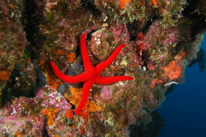 Hacelia attenuata